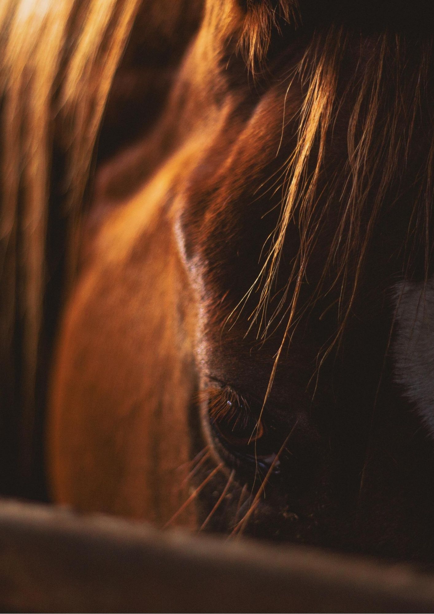 Dyrlægens biologitime