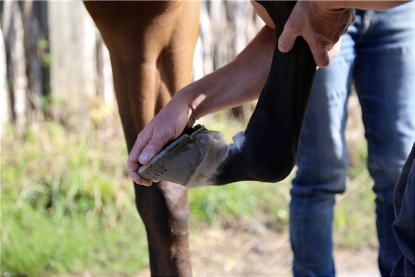 10 trin for diagnose af halthed